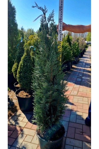 Кипарисовик Лавсона Колумнаріс - ком-конт/вис.125-150см/Ø40-50см